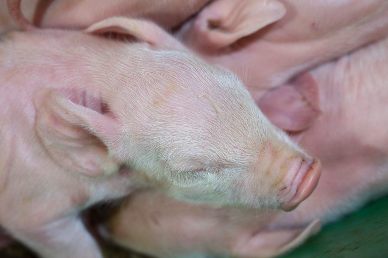 Nos élevages, Porcs bio, Viandes biologiques charlevoix